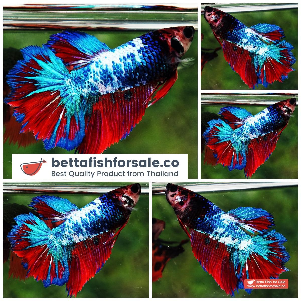 Betta fish Female HM Fancy Captain America