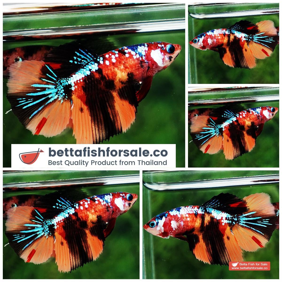 Betta fish Female HM Emerald Candy Nemo Galaxy