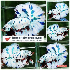 Betta fish OHM Dalmatian Blue Marble Dot
