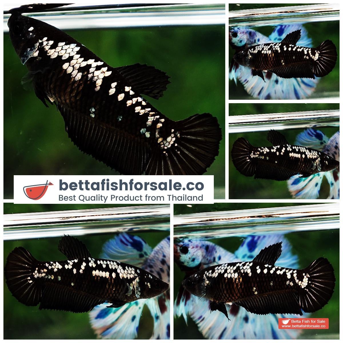 Betta fish Female HMPK Strong Black Samurai