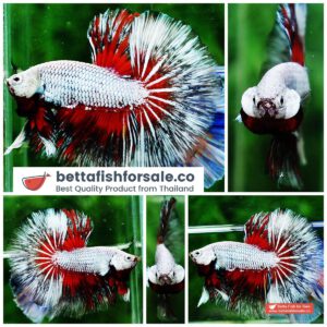 Betta fish OHM Snow Dragon Butterfly