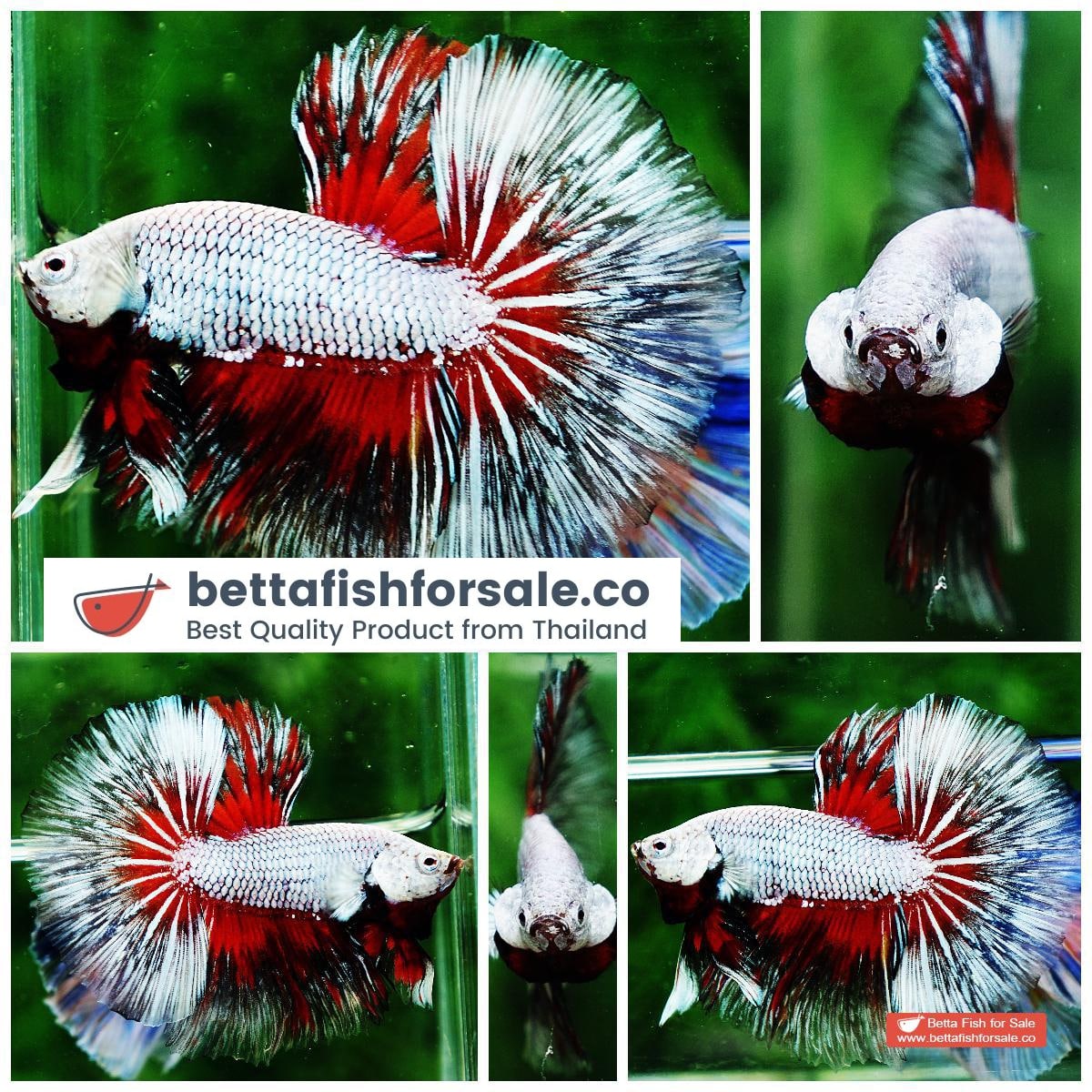 Betta fish OHM Snow Dragon Butterfly