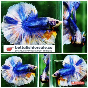 Betta fish OHM Yellow Blue Grizzle