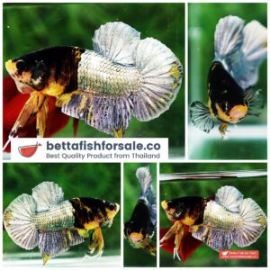 Betta fish HMPK Prince of Tiger Copper Armor (Rare marking)