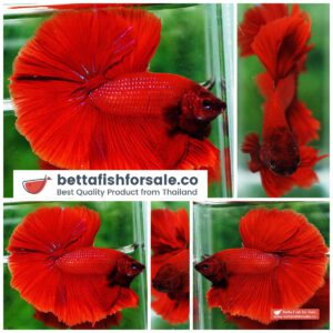 Betta fish OHM Evil Red Sky Hawk