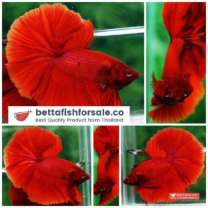 Betta fish OHM Super Strong Red Sky Hawk
