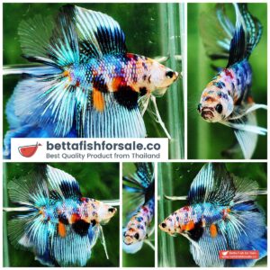 Betta fish DTHM Emerald Candy Heart tail