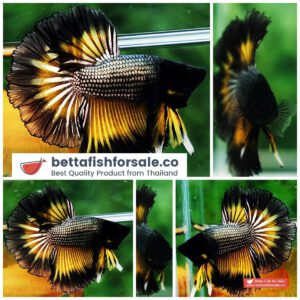 Betta fish OHM Black Copper Mustard Butterfly