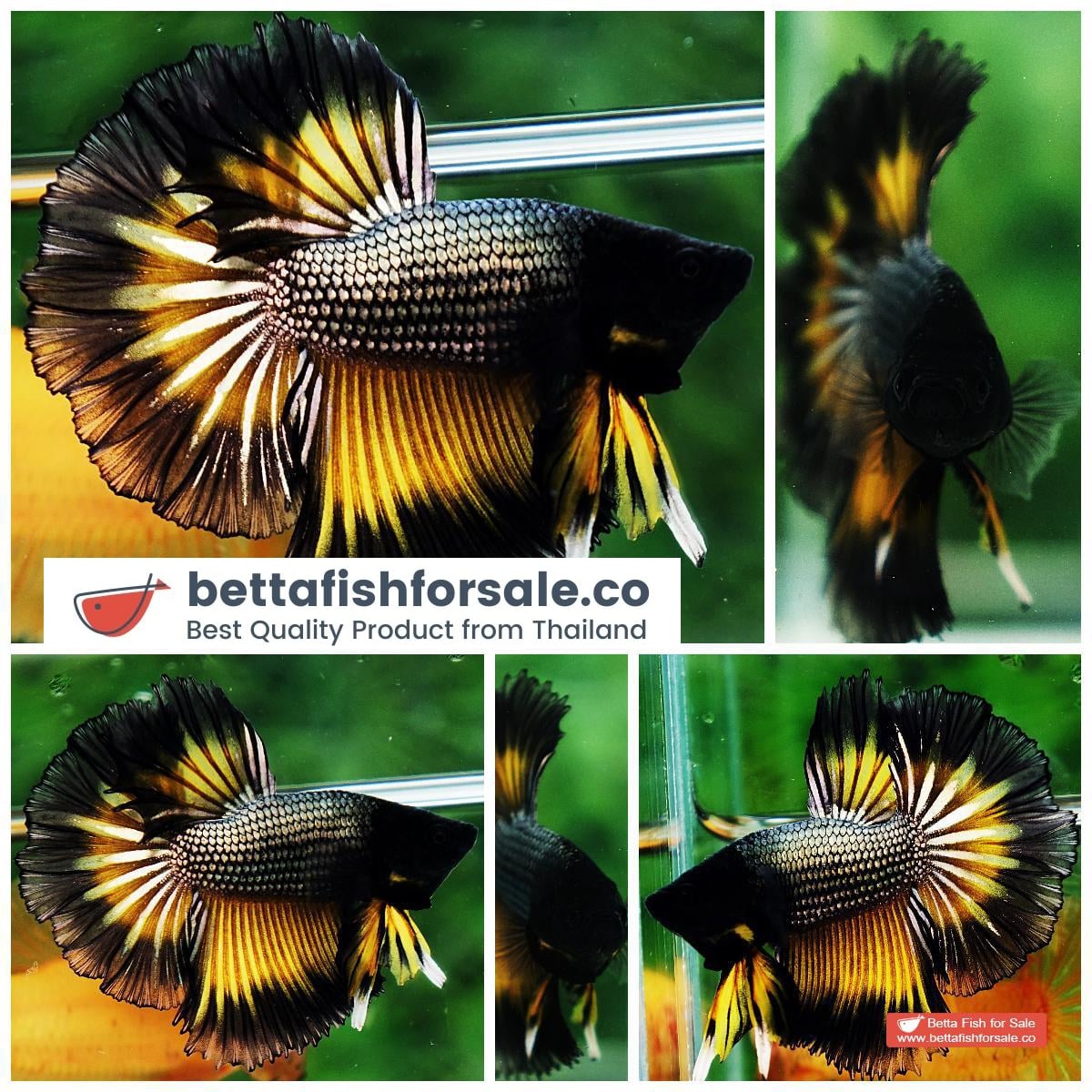 Betta fish OHM Black Copper Mustard Butterfly