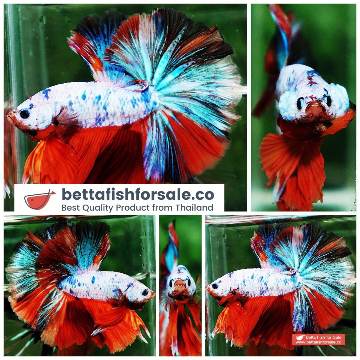 Betta fish OHM Emerald Candy Nemo Sky Hawk