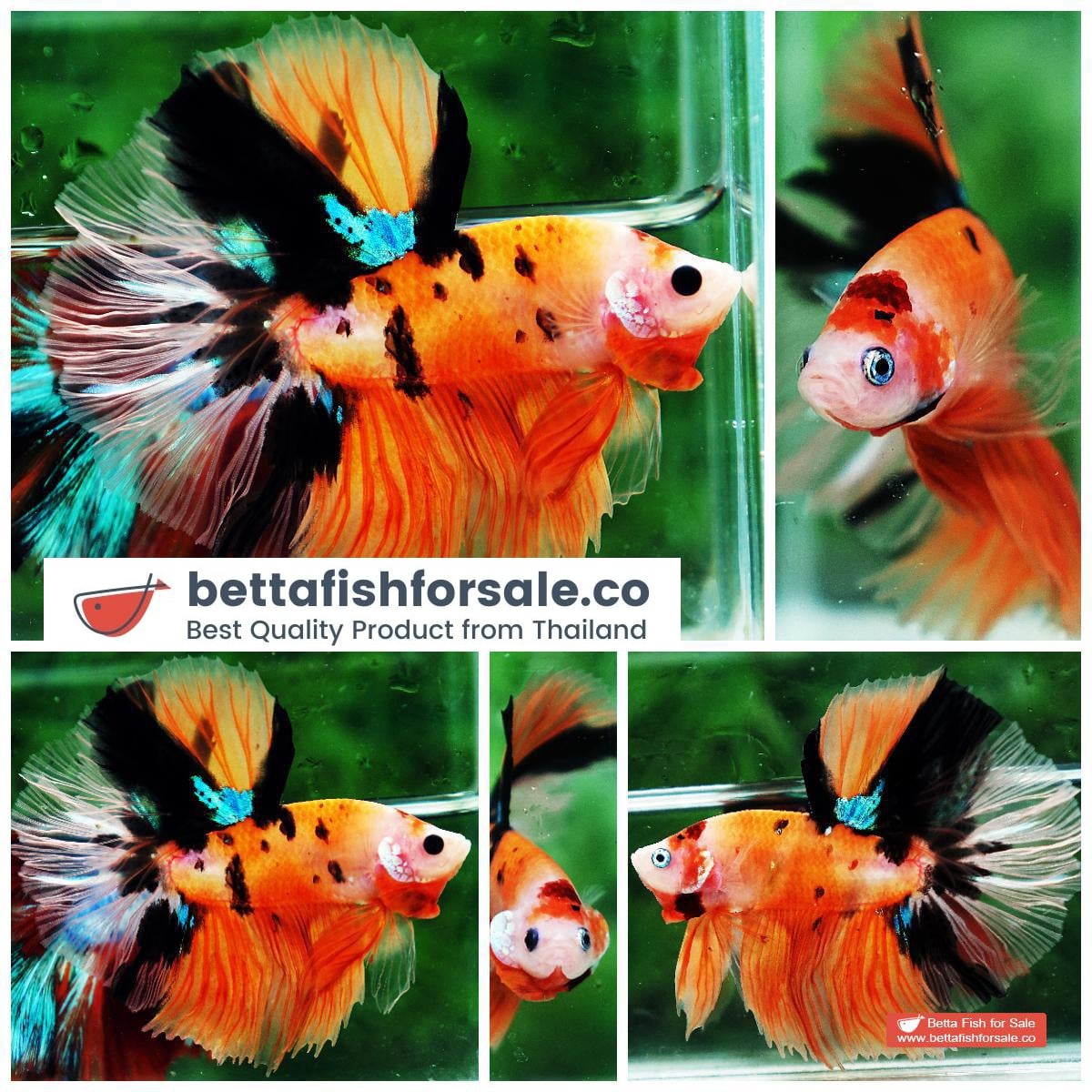 Betta fish OHM Tiger Nemo Rose tail