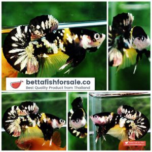 Betta fish HMPK Prince of Tiger Copper
