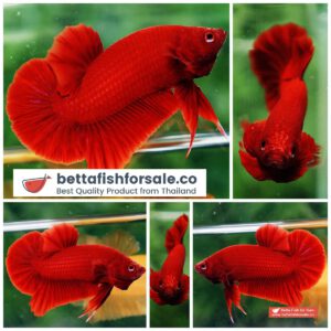 Betta fish HMPK Super Deep Red (Comp Grade)
