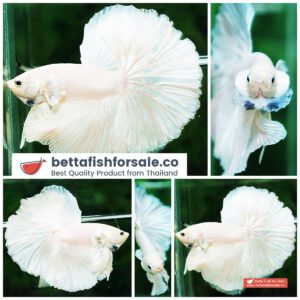 Betta fish OHM Prince of The White Hawk