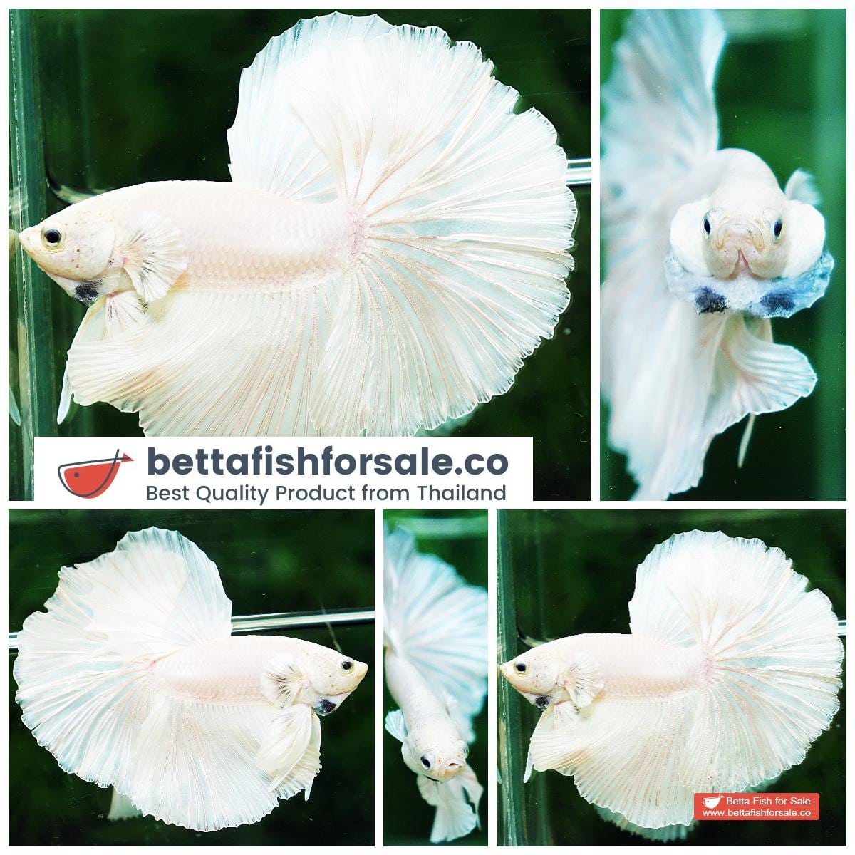 Betta fish OHM Prince of The White Hawk