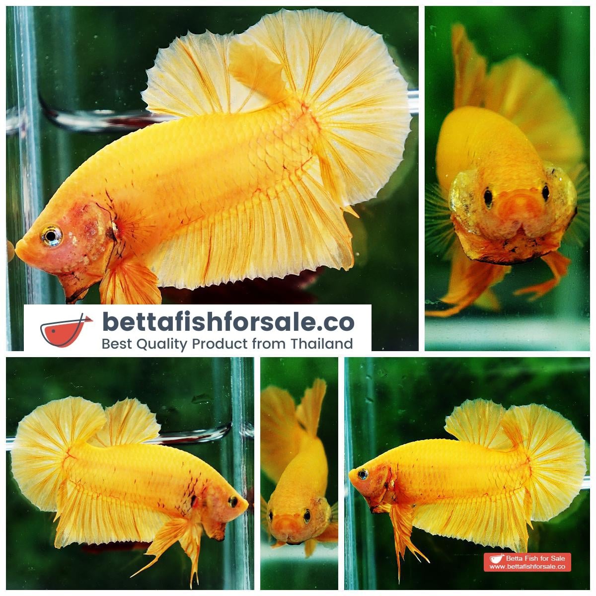 Betta fish HMPK Super Strong Yellow