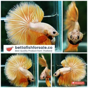 Betta fish OHM Super Gold Dragon