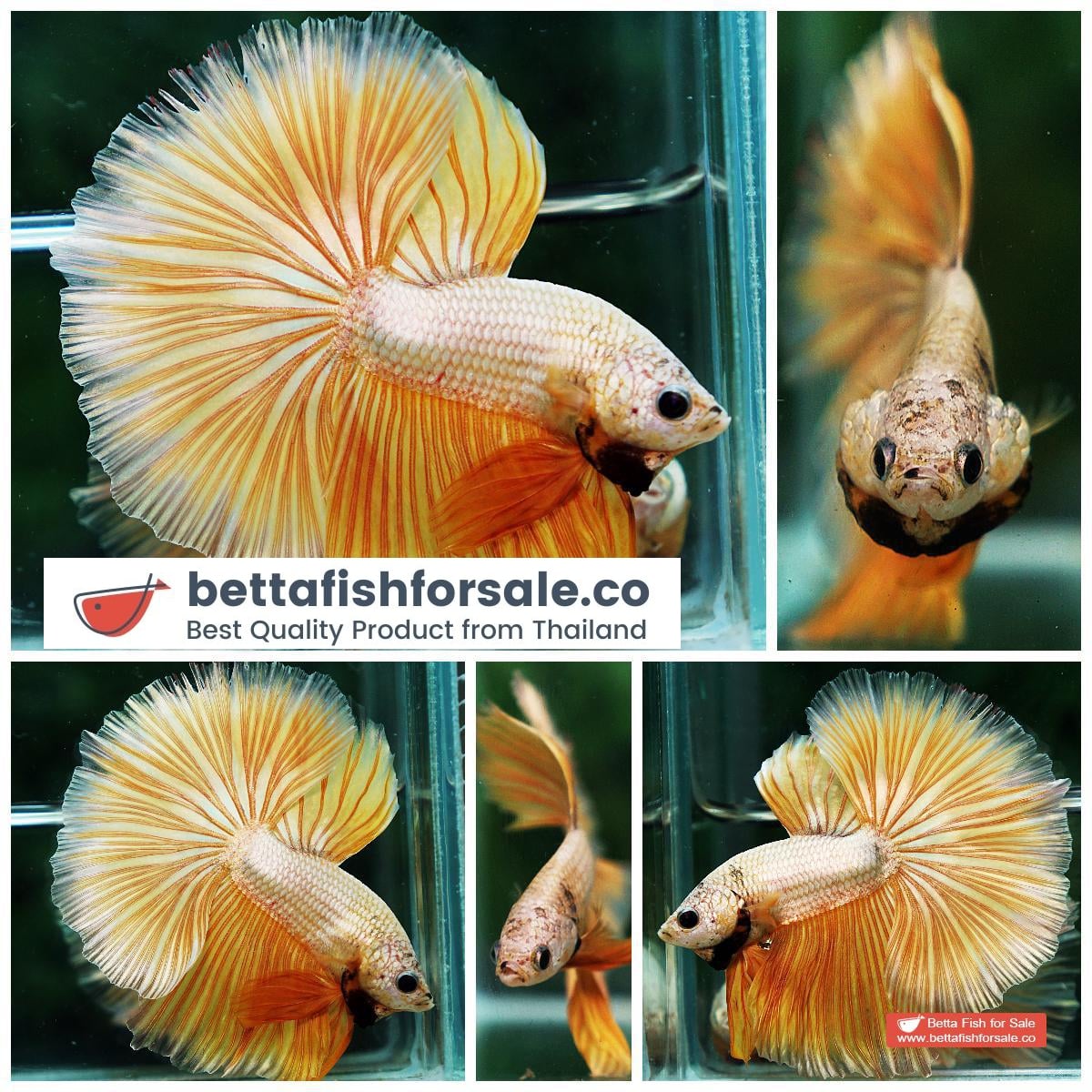 Betta fish OHM Super Gold Dragon