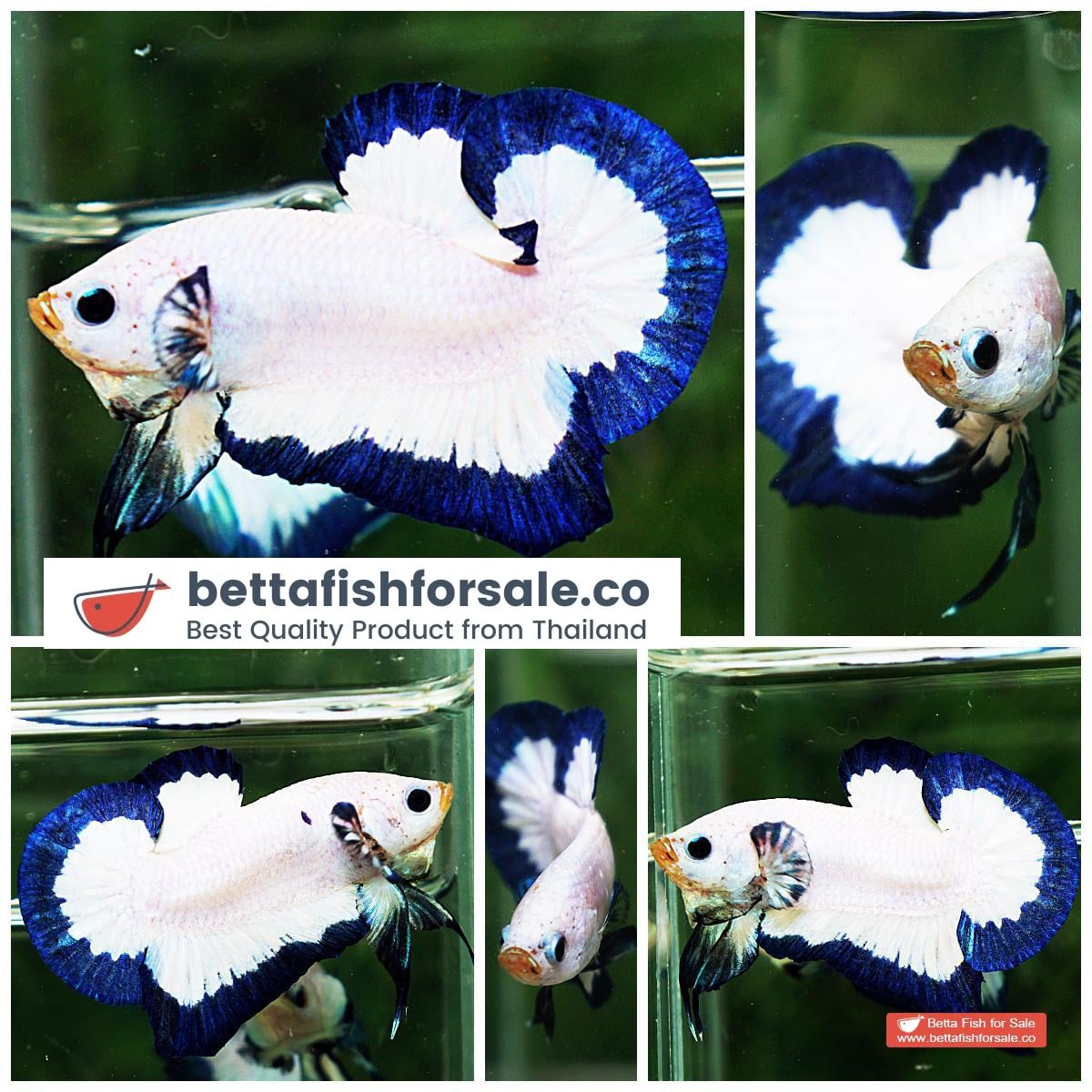 Betta fish HMPK Blue Rim Marble