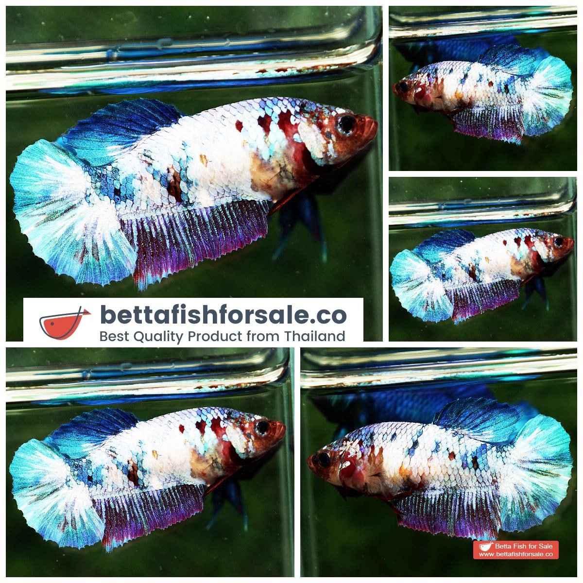 Betta fish Female HMPK Magical Pink Blue Marble