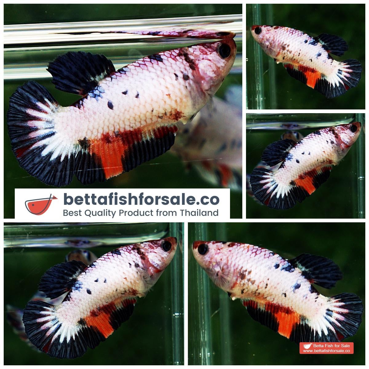 Betta fish Female HMPK Fancy Halloween Black Ring