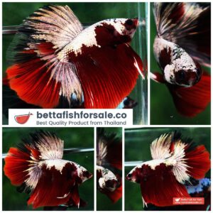 Betta fish HM Luxury Sparkle Red Baron ( New Rare Color Longfin)