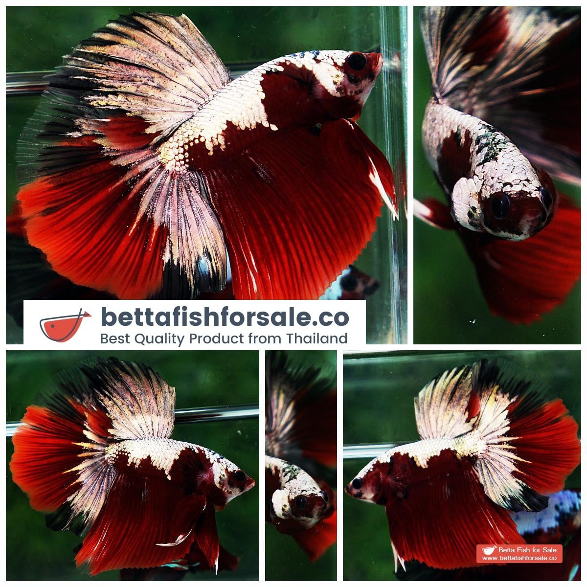 Betta fish HM Luxury Sparkle Red Baron ( New Rare Color Longfin)