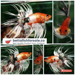 Betta fish CT Copper Nemo Halloween