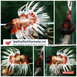Betta fish CT Copper On Fire Butterfly
