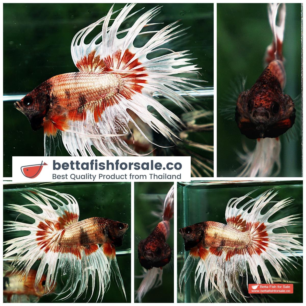 Betta fish CT Copper On Fire Butterfly