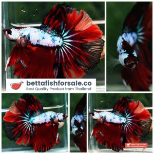 Betta fish OHM Emerald Candy Star
