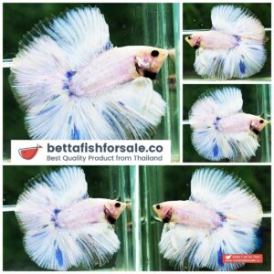 Betta fish DTHM Grizzle Blue Marble