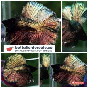 Betta fish DTHM Perfect Classic Copper Gold