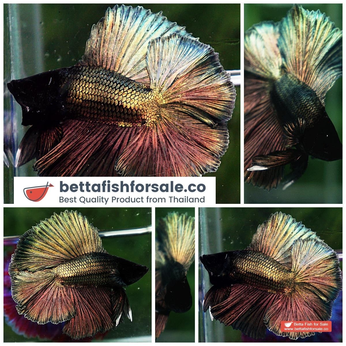 Betta fish DTHM Perfect Classic Copper Gold