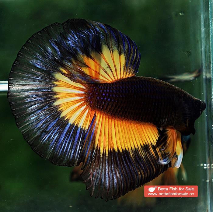 Betta fish HM Black Pumpkins Butterfly - Image 3