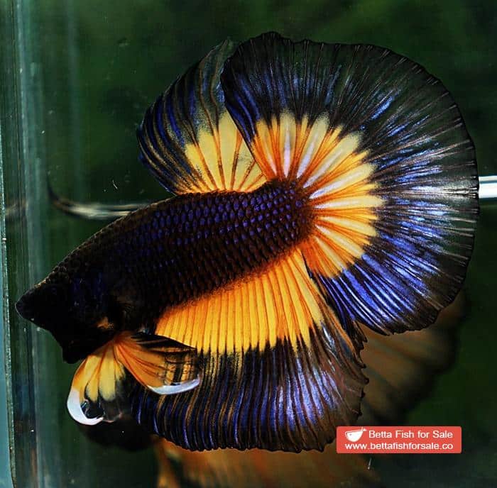 Betta fish HM Black Pumpkins Butterfly - Image 4