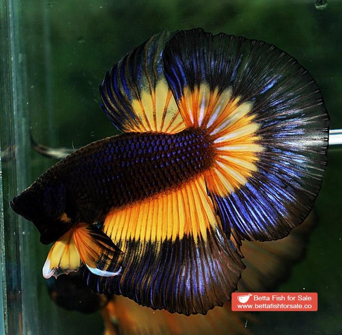 Betta fish HM Black Pumpkins Butterfly - Image 2