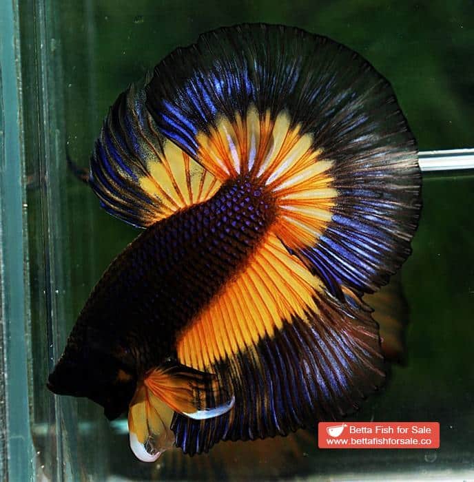 Betta fish HM Black Pumpkins Butterfly - Image 6