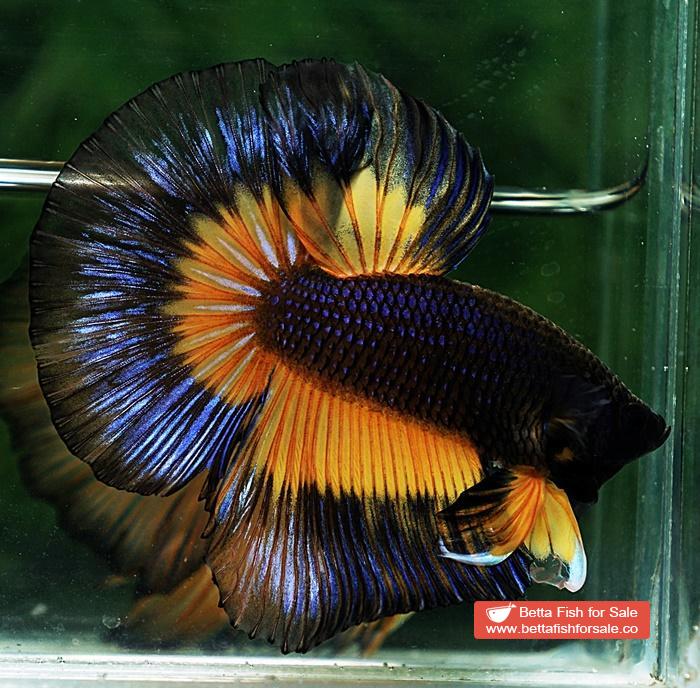 Betta fish HM Black Pumpkins Butterfly - Image 5