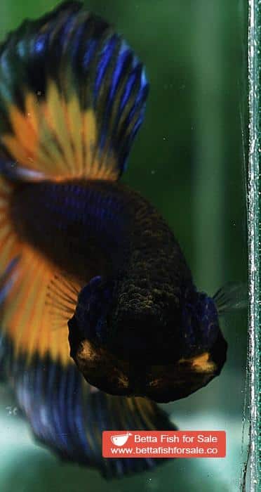 Betta fish HM Black Pumpkins Butterfly - Image 7
