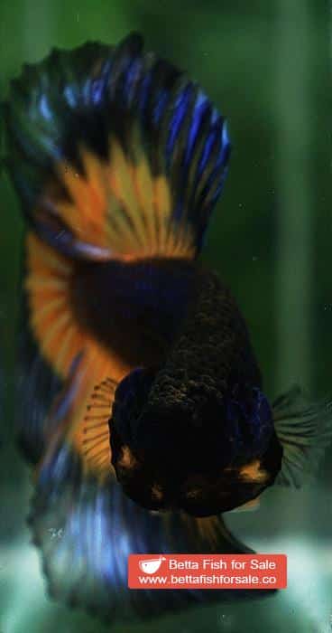 Betta fish HM Black Pumpkins Butterfly - Image 8
