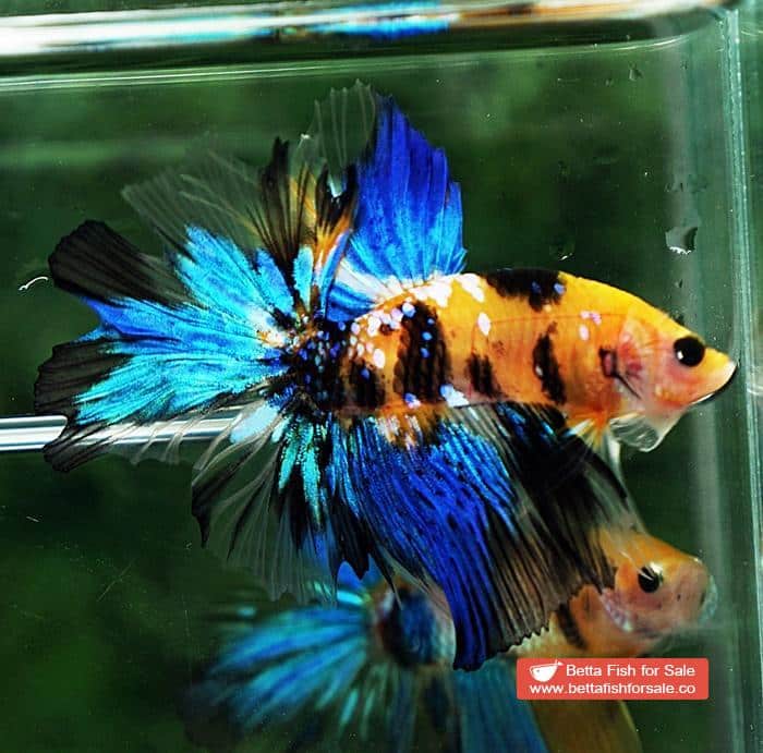 Betta fish OHM Yellow Blue Tiger Rosetail - Image 3
