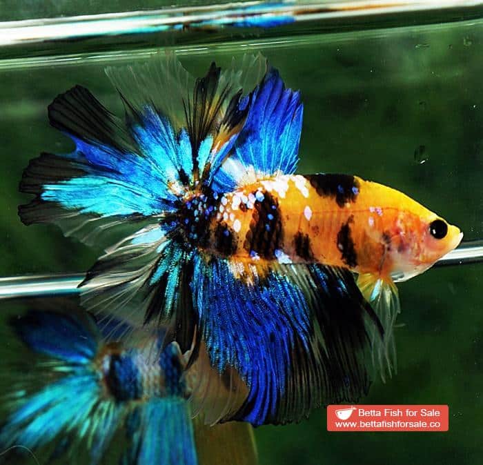 Betta fish OHM Yellow Blue Tiger Rosetail - Image 5