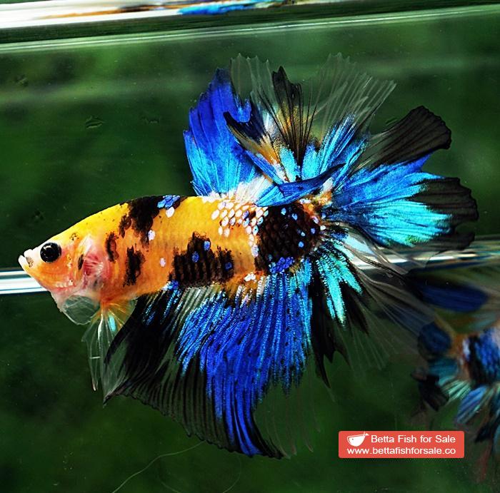 Betta fish OHM Yellow Blue Tiger Rosetail - Image 4