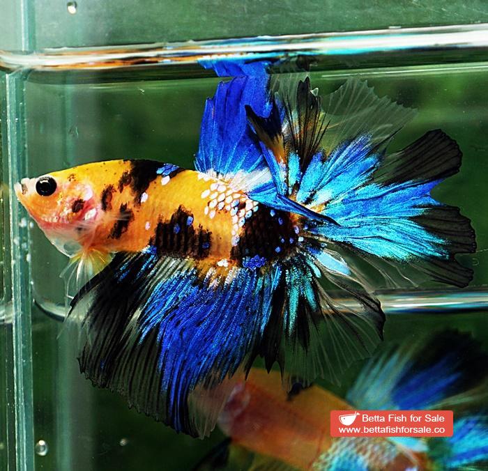 Betta fish OHM Yellow Blue Tiger Rosetail - Image 2