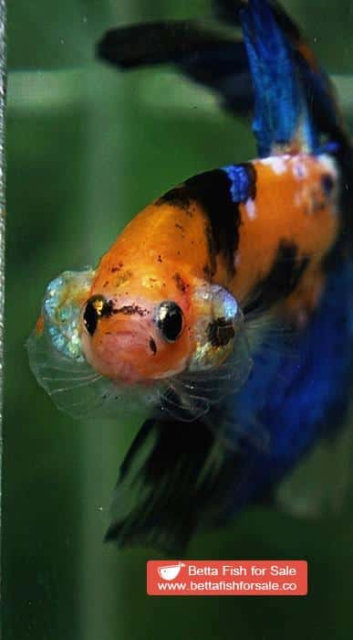 Betta fish OHM Yellow Blue Tiger Rosetail - Image 6