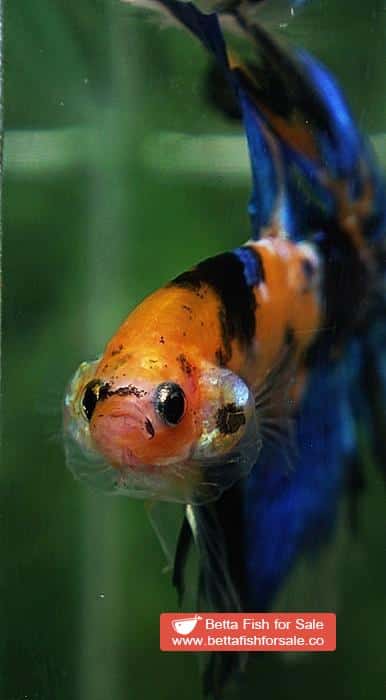 Betta fish OHM Yellow Blue Tiger Rosetail - Image 7