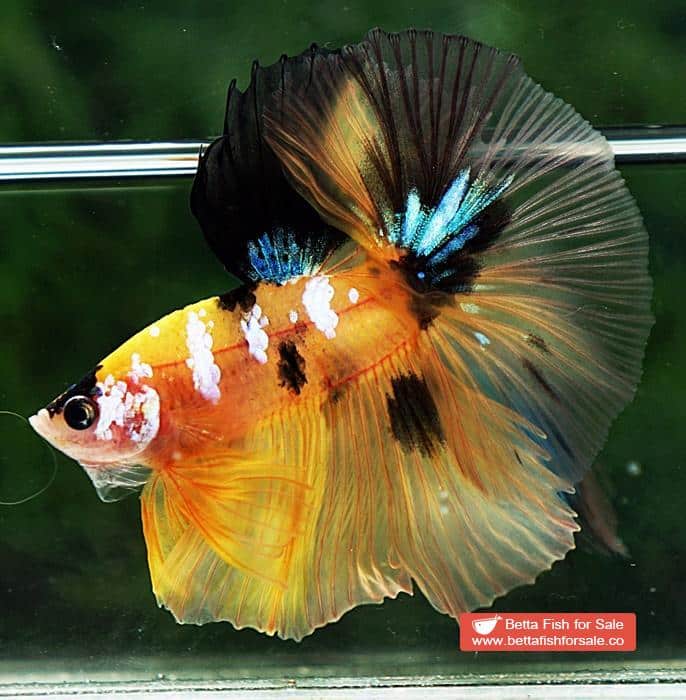 Betta fish OHM Yellow Tiger Galaxy - Image 4