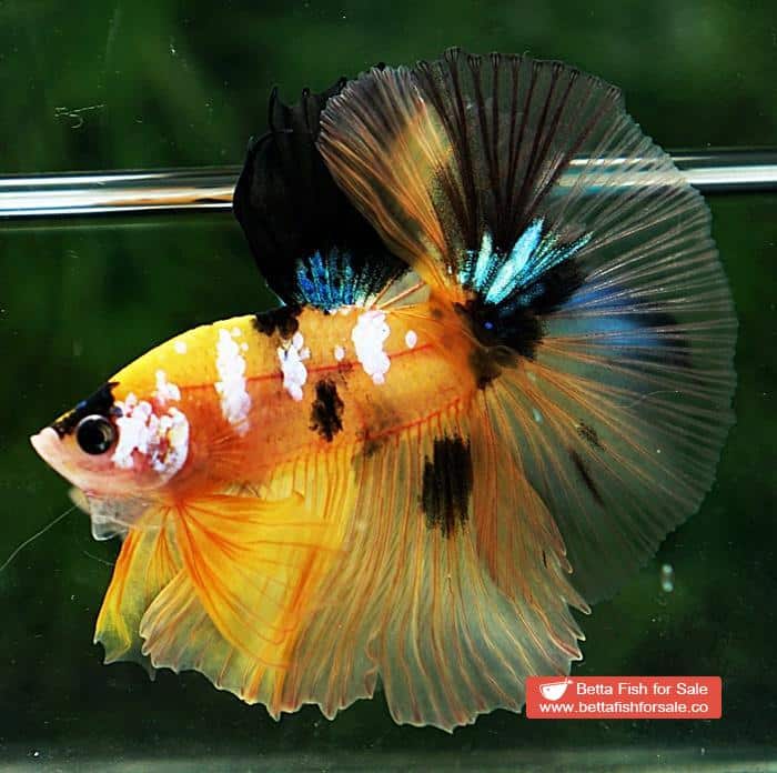 Betta fish OHM Yellow Tiger Galaxy - Image 2