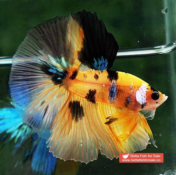 Betta fish OHM Yellow Tiger Galaxy - Image 3